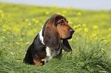 BASSET HOUND 009